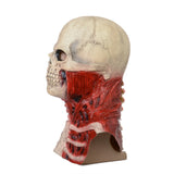 Masque Squelette en Latex + Gants Accessoire d'Halloween 